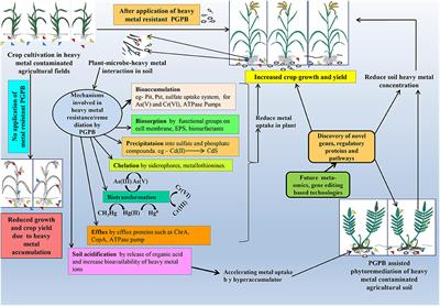 Molecular Insight Into Key Eco-Physiological Process in Bioremediating and Plant-Growth-Promoting Bacteria